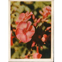 Чистая открытка 1964г. "Флоксы" фото Л. Раскин