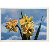 Чистая открытка 1965г. "Нарциссы" фото Е. Игнатович