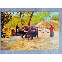 Этнография. Таиланд