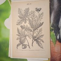 Дубъ 3. 4. Энциклопедическая гравюра СПБ конец 19века 24х16см. РАСПРОДАЖА КОЛЛЕКЦИИ.