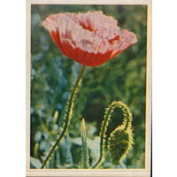 Чистая открытка 1964г. "Мак" фото Я. Гайлитис