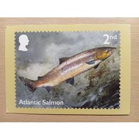 О-12. ПОДПИСАННАЯ ОТКРЫТКА. ВЕЛИКОБРИТАНИЯ. АТЛАНТИЧЕСКИЙ ЛОСОСЬ.