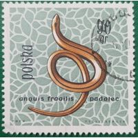 Польша. Фауна. Змеи. Anquis Fraqilis Padalec