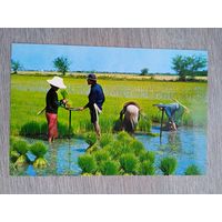 Этнография. Таиланд