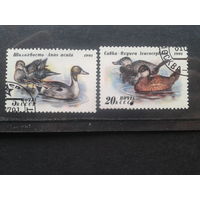 1991. Утки