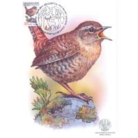 Беларусь 2025 Дикая природа фауна птицы картмаксимум крапивник