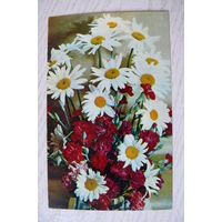 Костенко Г., Ромашки и гвоздики, 1972, чистая.