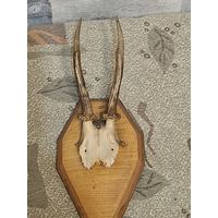 Рога косули