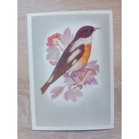 Сущенко 1981 чистая