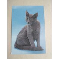 Карманный календарик.Кошки.1995 год