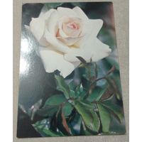 Фото Матанова Н., Роза "Шванензее" (серия "Из коллекции Главного Ботанического сада АН СССР"), 1983, чистая.