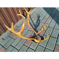 Рога северного оленя