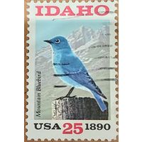 США. Фауна. Птицы. Mountain Bluebird
