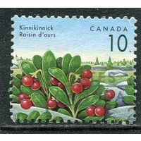 Канада. Ягоды. Брусника