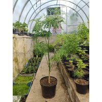 КРУПНЫЕ САЖЕНЦЫ ДЕРЕВЬЕВ: Катальпа, Софора, Сирень, Айлант