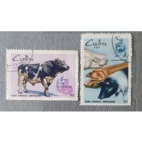 Куба домашний скот 2шт