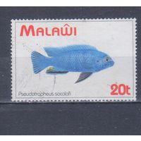 [1735] Малави 1994. Фауна.Рыба. Гашеная марка.