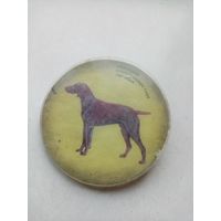 ЗНАЧОК немецкая короткошерстная легавая