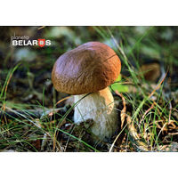 Открытка "Грибы"