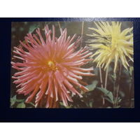 Георгины.  1968 г.  подписанная.