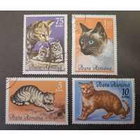 Марки. Румыния. 1965 год. Фауна. Коты (неполная серия, 4 марки из набора)