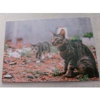Посткроссинг. Открытка из Франции: коты  (10х15). Прошла почту. Художественная марка, чёткий штемпель.