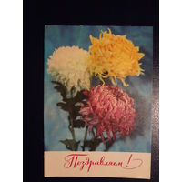 Поздравляем!  Астры.  1973 г.  подписанная.