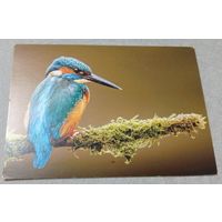 Посткроссинг. Открытка из Нидерландов: обыкновенный зимородок  (10х15). Прошла почту. Художественные марки, чёткий штемпель.