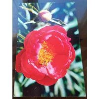 1976 год Н.Матанов Пион