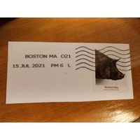 2021 США домашние животные фауна (2-16)