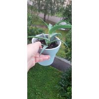 Алоэ лекарственый 2 года