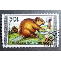 Марка Монголия 1989 год Бобр