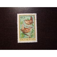 Венгрия 1973 г.Евразийский крапивник ./33а/