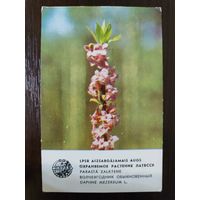 Календарик Прибалтика Волчеягодник