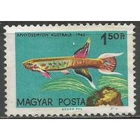 Венгрия. Тропические рыбы. Южный Афиосимион. 1962г. Mi#1827.