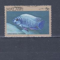 [34] Малави 1984. Фауна.Рыба.5 т. Гашеная марка.