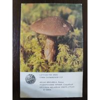 Календарик Прибалтика Подберёзовик