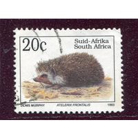 ЮАР. Фауна. Южноафриканский еж
