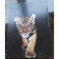 1986 год Амурский тигрёнок