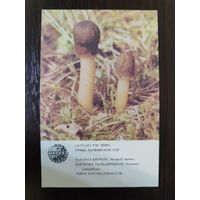 Календарик Прибалтика Шапочка пальцевидная