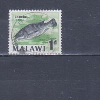 [2330] Малави 1964. Фауна.Рыба. Гашеная марка.