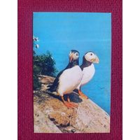 Тупики. Смирнова 1985 г. Чистая. Кр1.