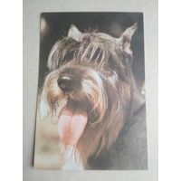 Карманный календарик. Собака . 1995 год