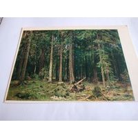 Открытка 1986г. И. Шишкин. Лес в Мордвинове.