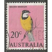 Австралия. Птицы. Золотой свистун. 1966г. Mi#370.