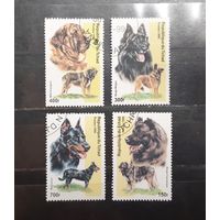 Чад. 1999 год. Фауна. Собаки (603)