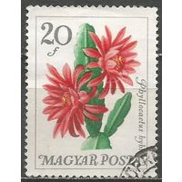Венгрия. Филлокактус. 1965г. Mi#2164.