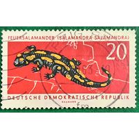 ГДР 1963. Пятнистая саламандра