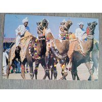 Этнография. Пакистан. Танец верблюдов на ярмарке в Лахоре