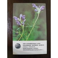 Календарик Прибалтика Зееголовник